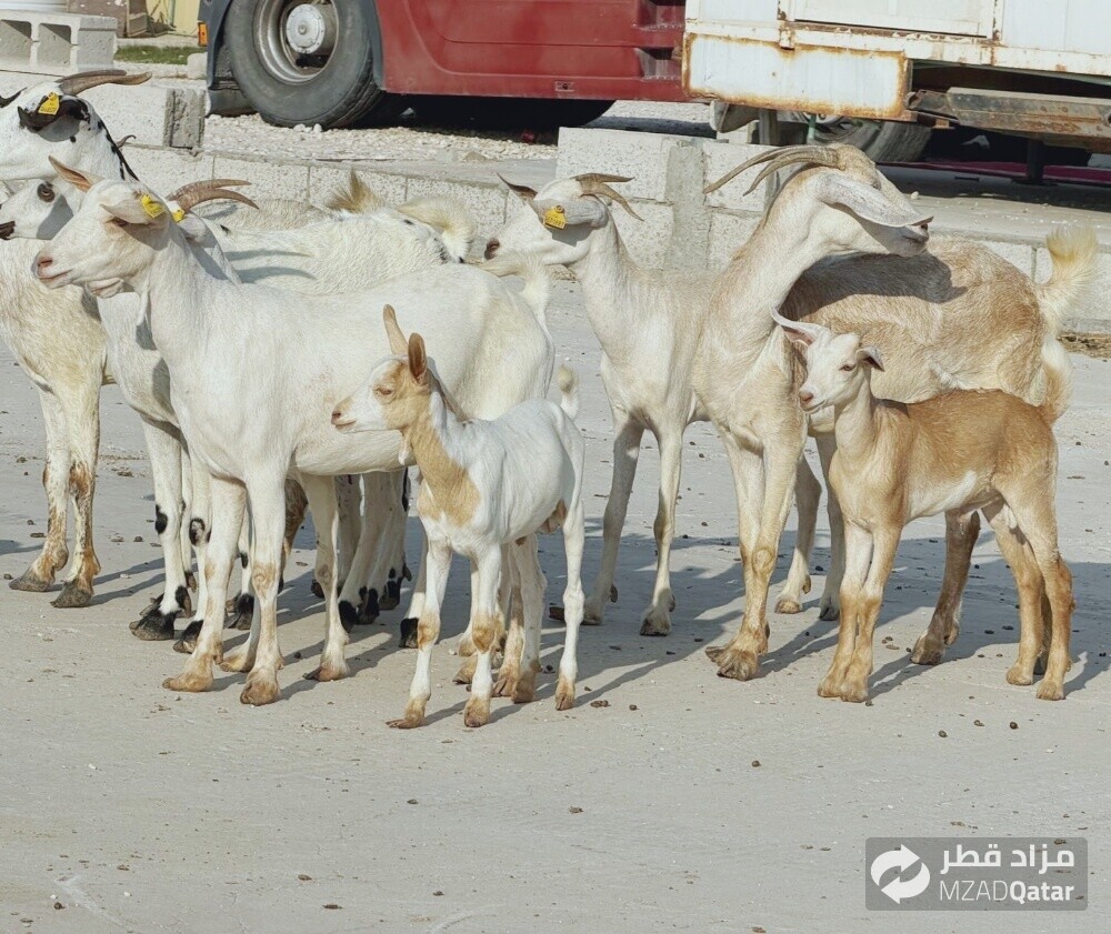 عمانيات فيها اربع وليد طيبه - 1