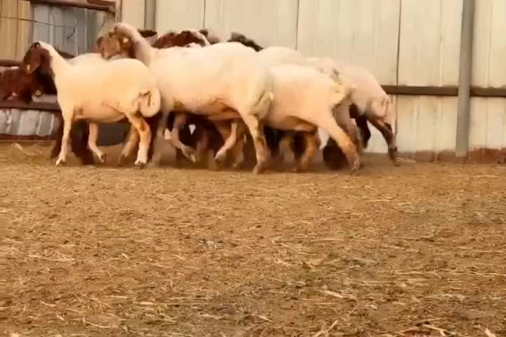 للبيع غنم سوريه مراح طيبه - 1