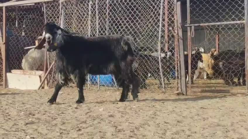 للبيع فحل عاااااارضي طيب حاااار - 3