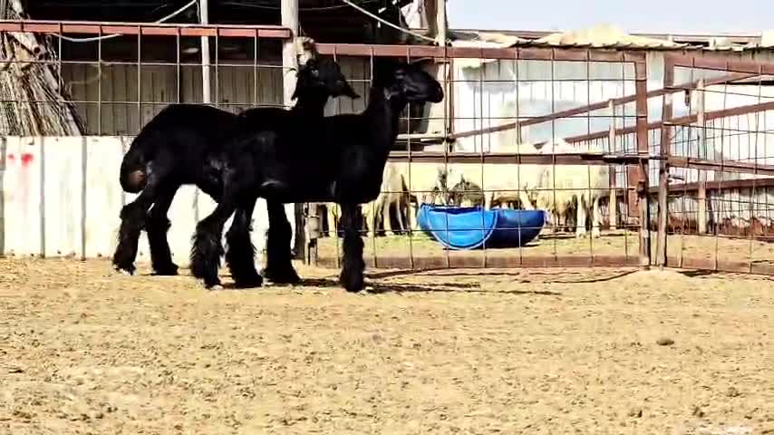 للبيع شوهات عرب سود اصيلة طيبه - 3