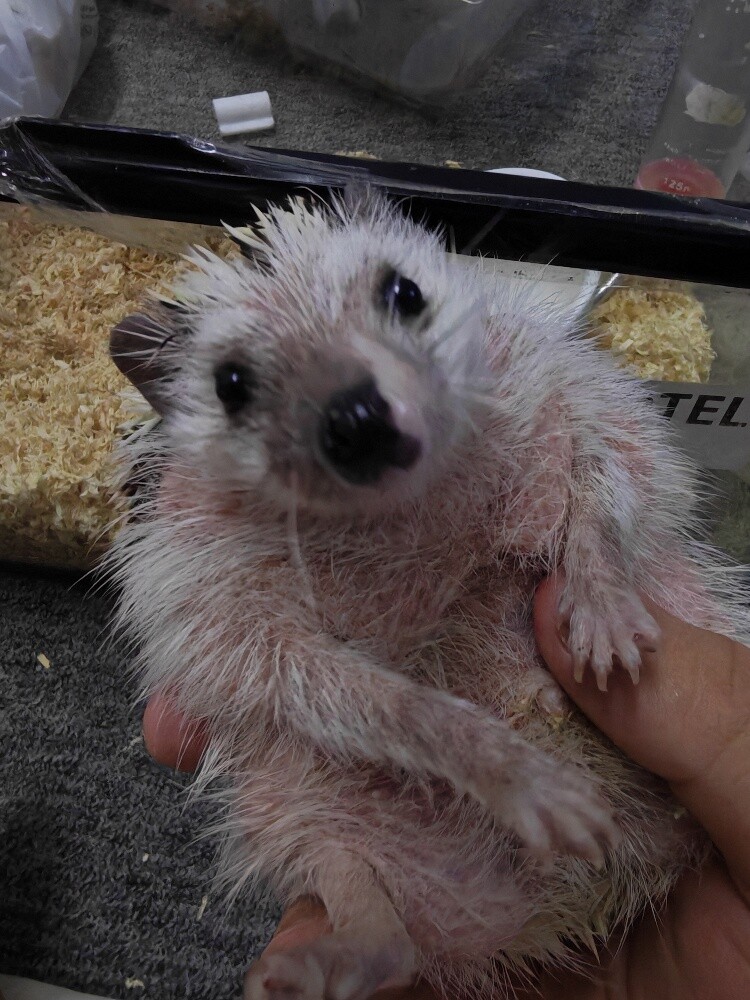 leucism hedgehog - 4