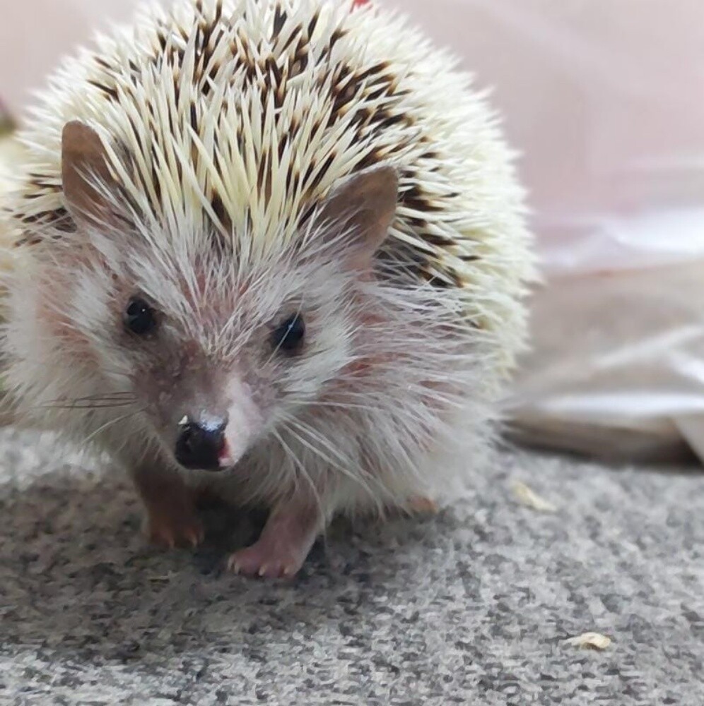 leucism hedgehog - 1