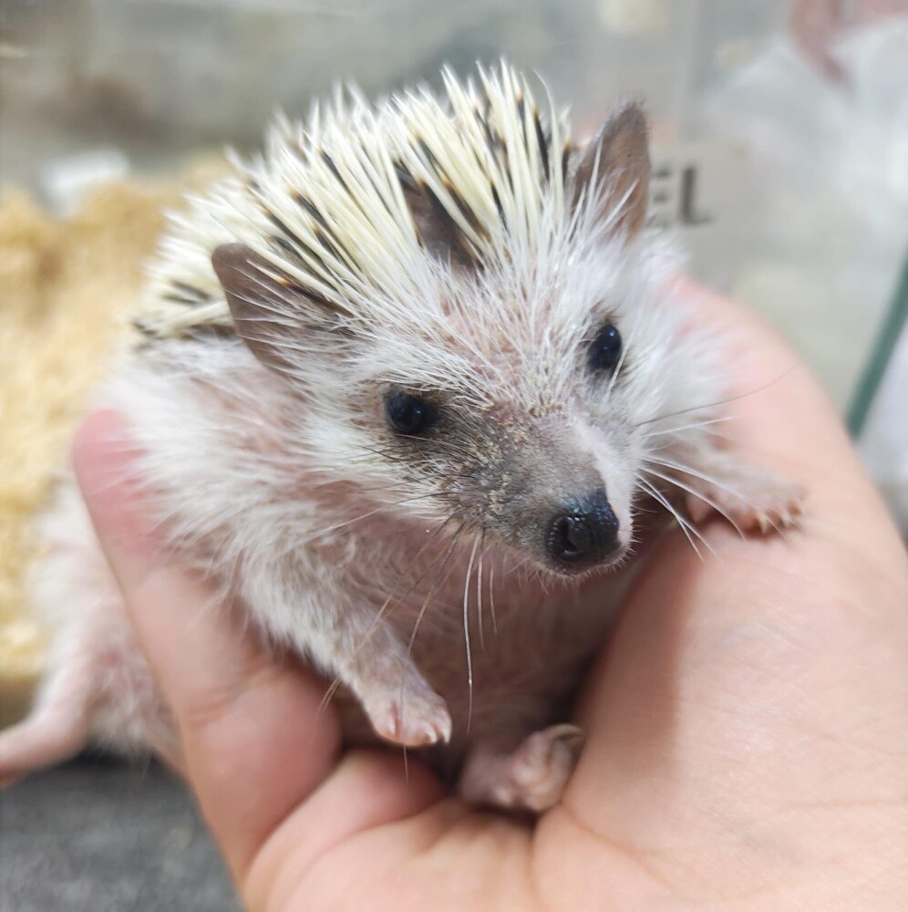 leucism hedgehog - 2