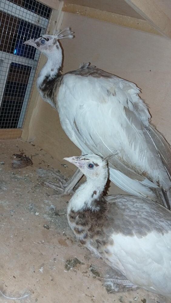 طاووس - 2