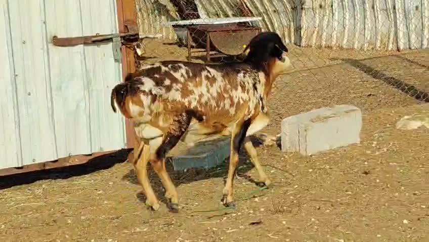 للبيع طلي بربر طيب مشروع فحل - 1