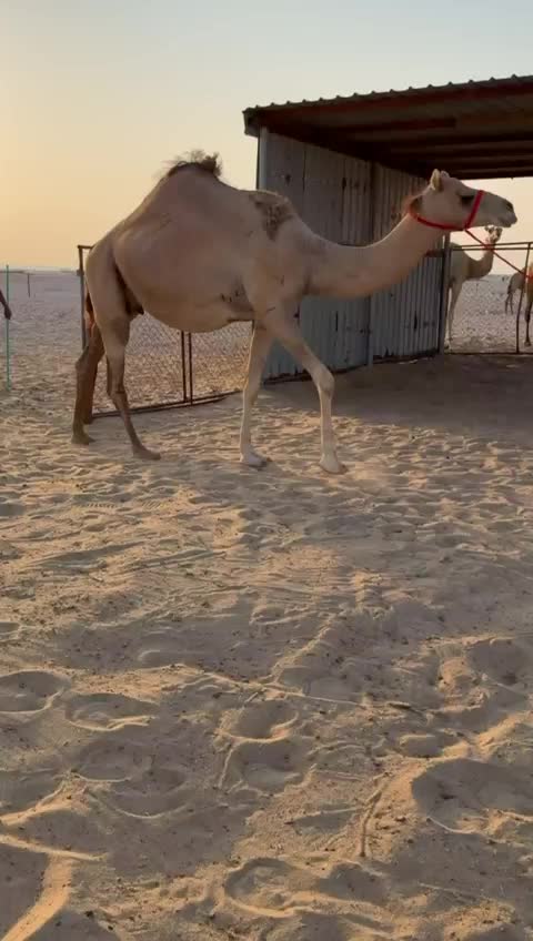 متلي للبيع وولدها قريب - 1