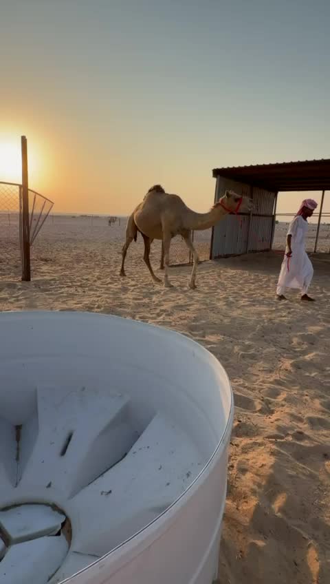 ناقه متلي - 2