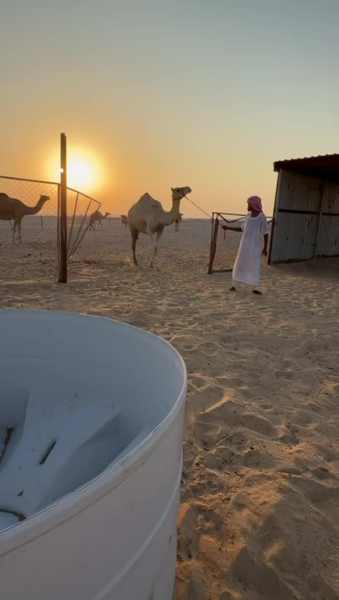 ناقه متلي - 2