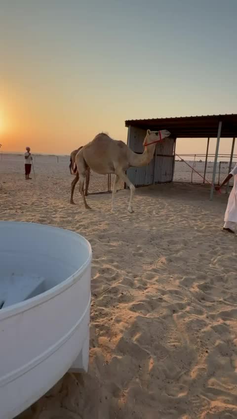 ناقه متلي - 2