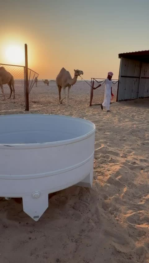 ناقه متلي - 2
