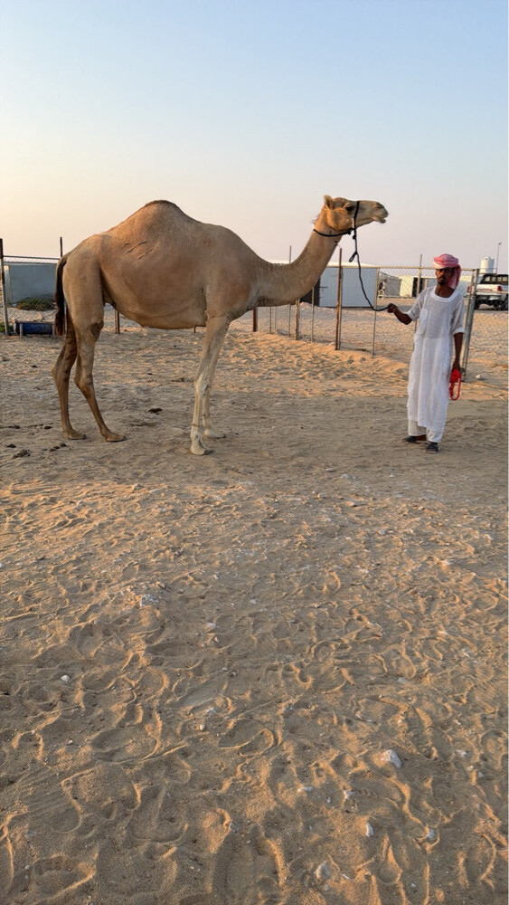 ناقه متلي - 1