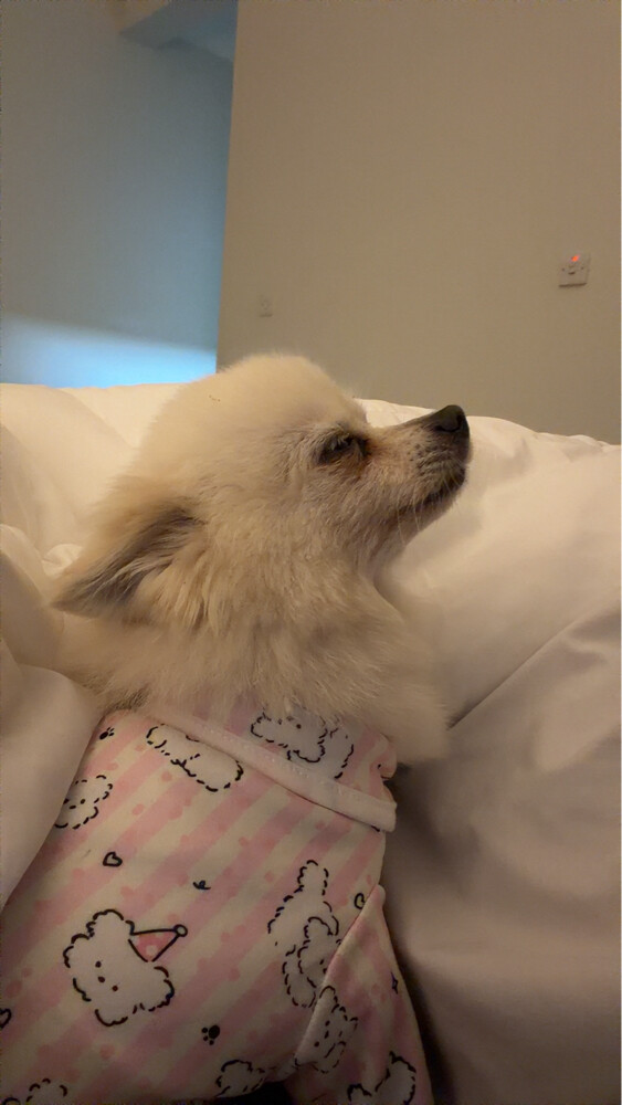 لولي  - 2