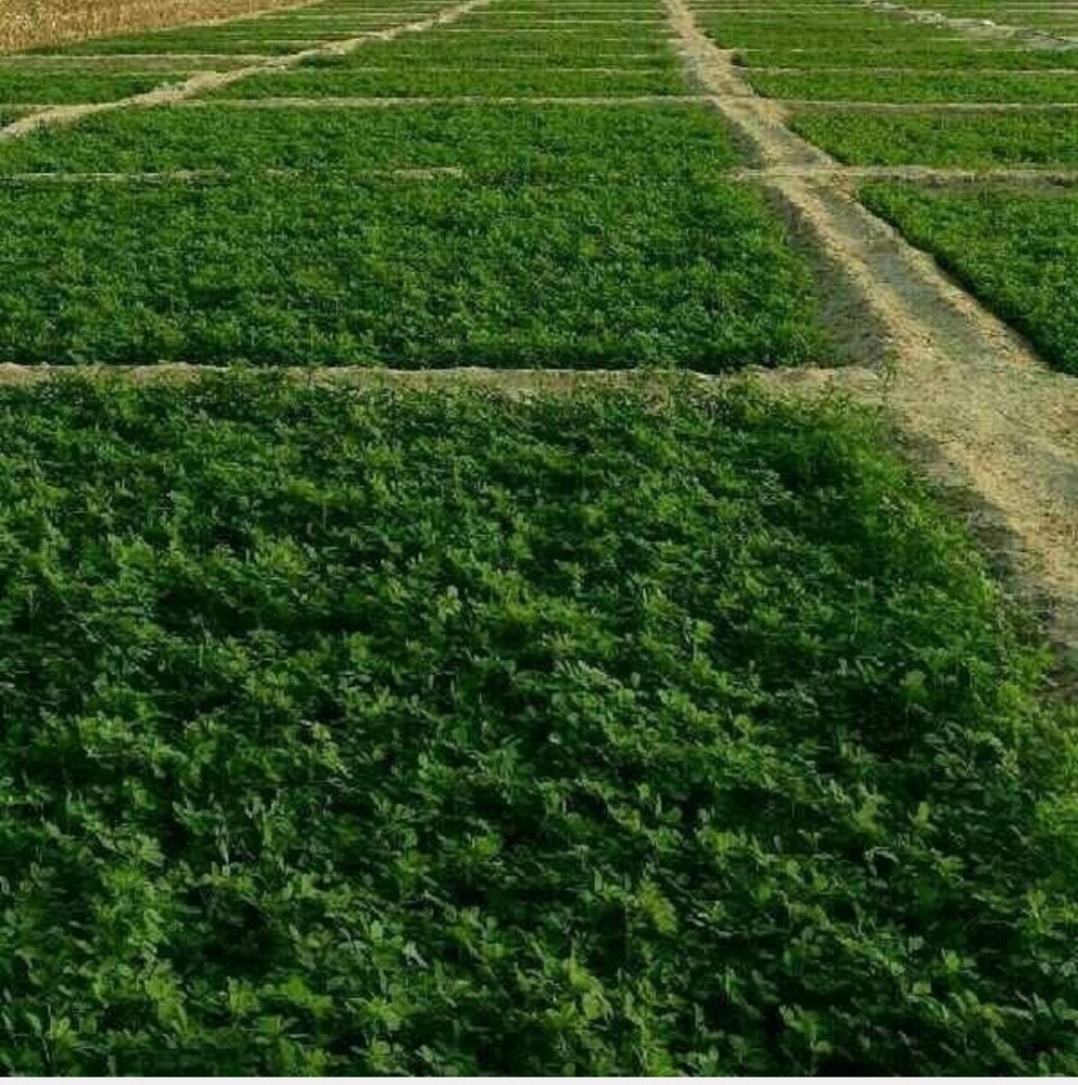 نقوم بزراعة الجت - 2