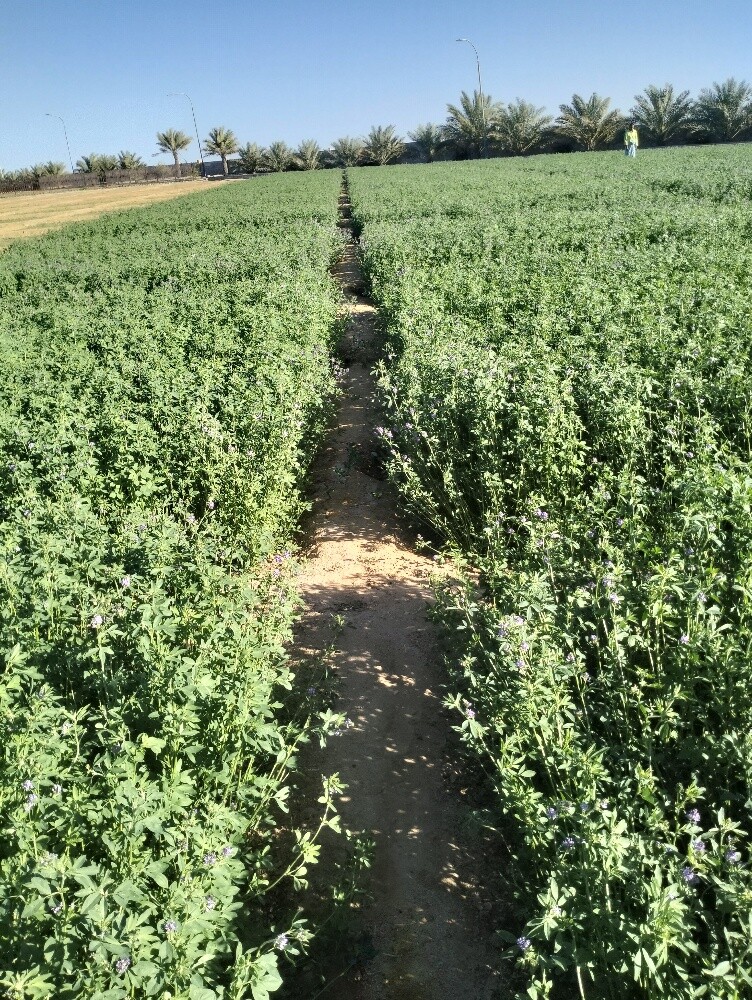 نقوم بزراعة الجت - 3