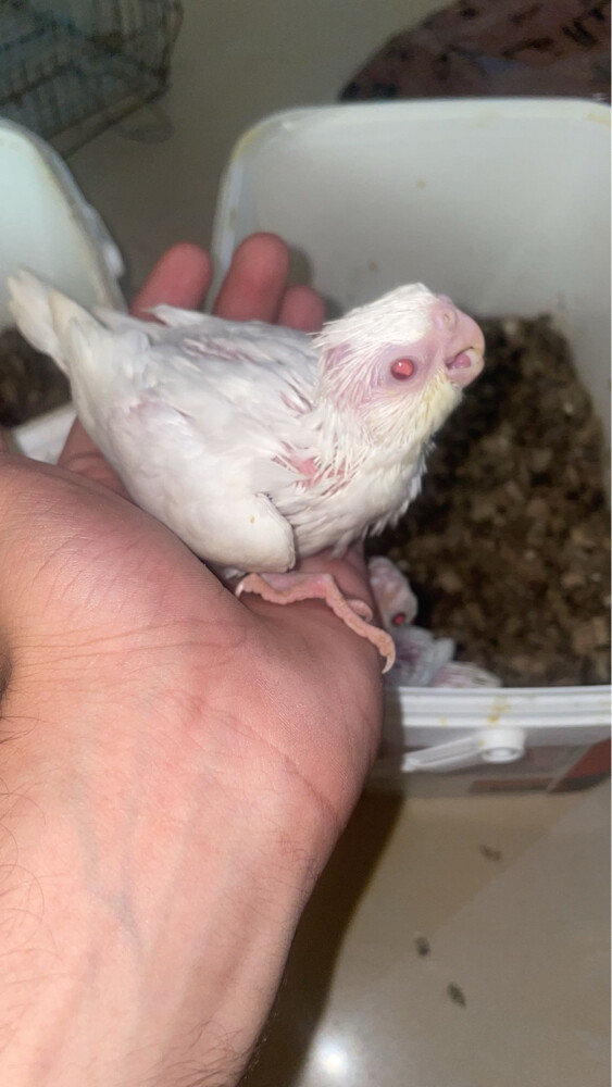 albino cockatiel chick sale - 2