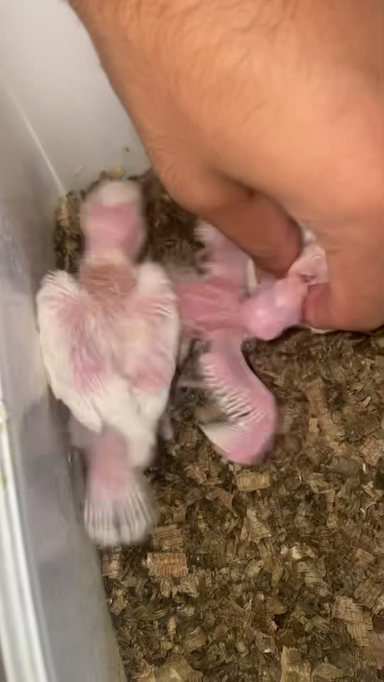 albino cockatiel chick sale - 3