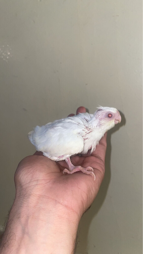 albino cockatiel chick sale - 1