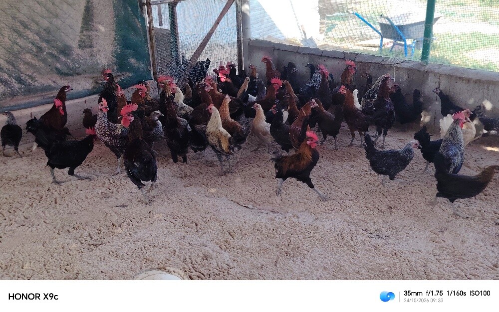 دجاج بياض وديوك - 3