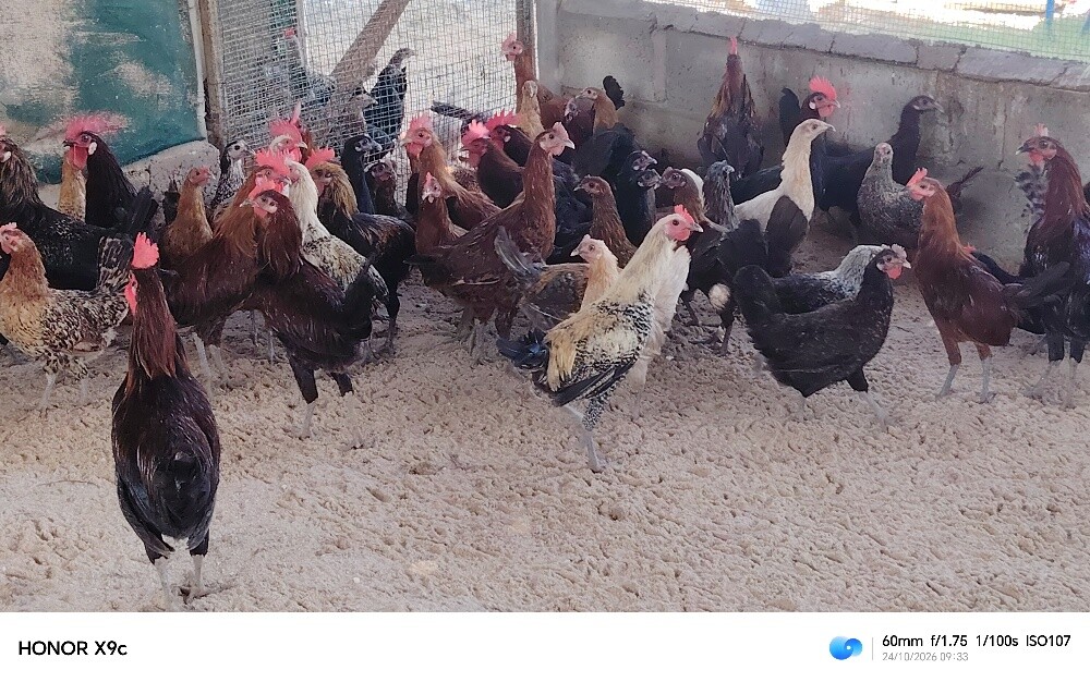 دجاج بياض وديوك - 1