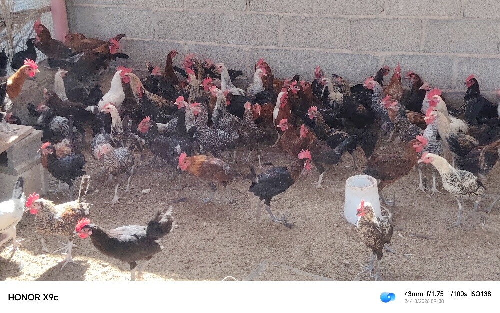 دجاج بياض وديوك - 5