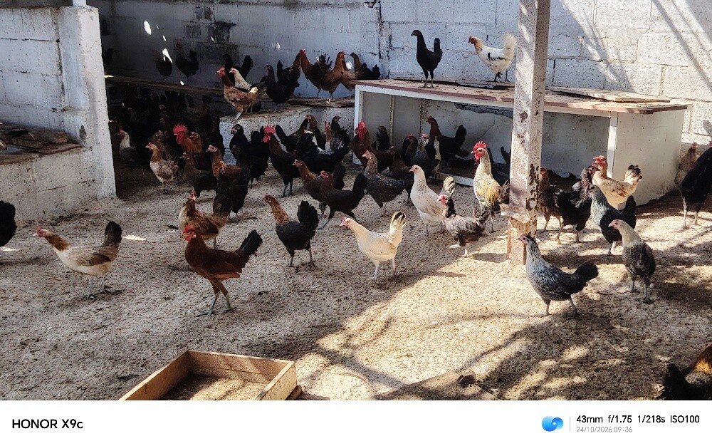 دجاج بياض وديوك - 4