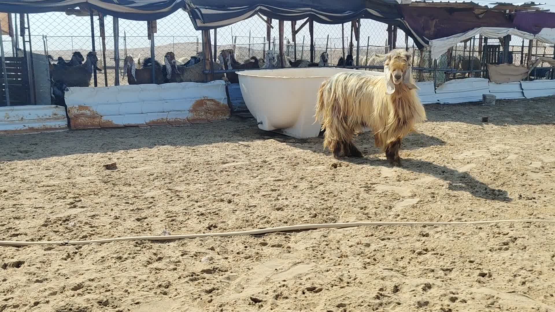 فحل عارضي طيب حار في القريع - 1