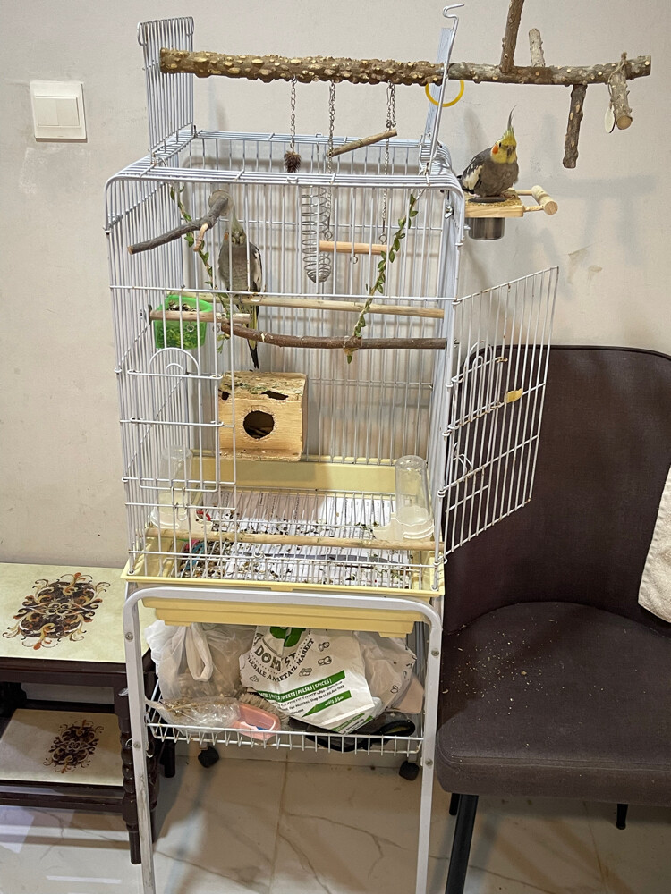 cocktail bird  - 3