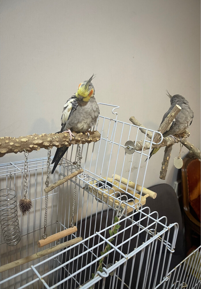cocktail bird  - 2