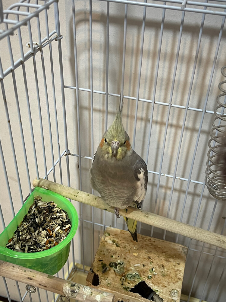 cocktail bird  - 4