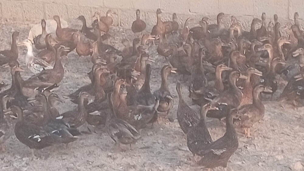 بط بني للبيع اي كمية - 1