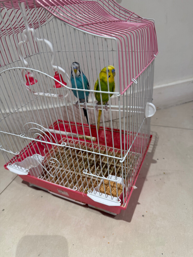 2 birds with cage  - 2
