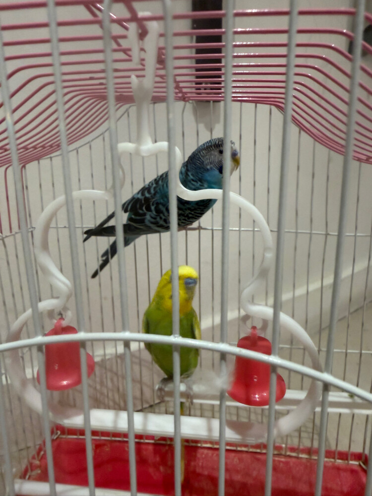 2 birds with cage  - 1