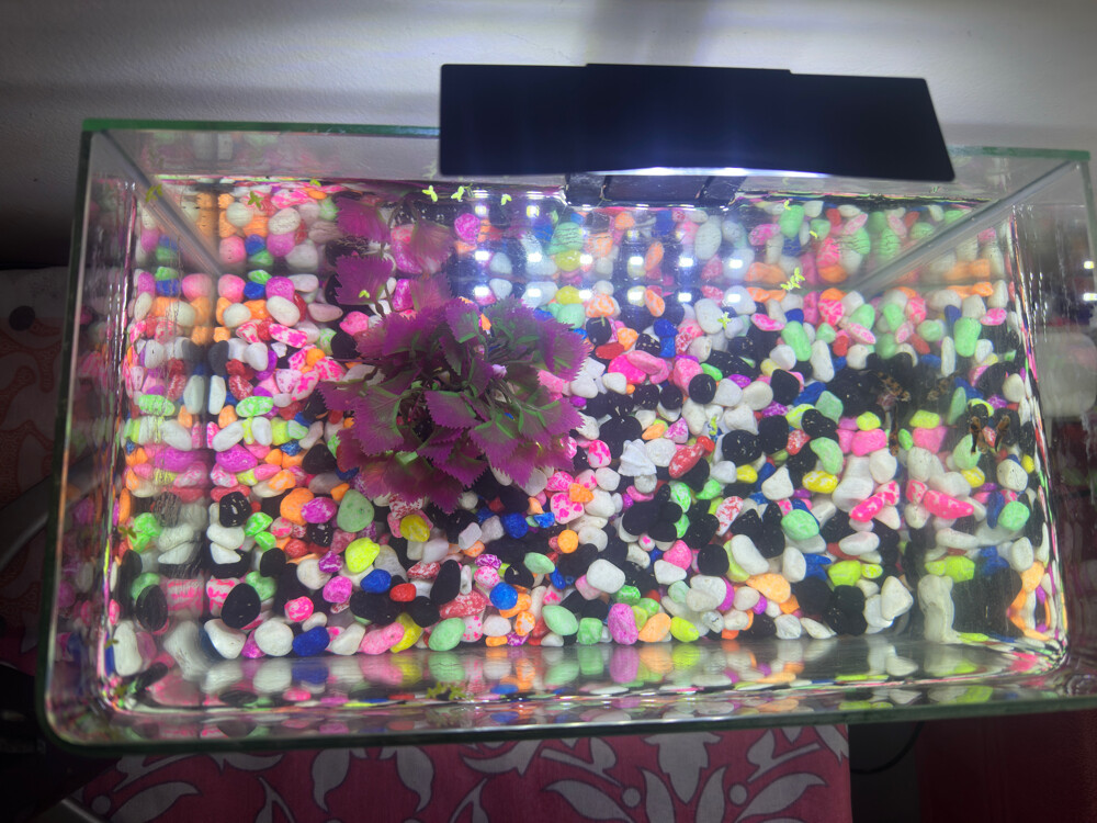 Aquarium (Fish Tank) with Light for - 2