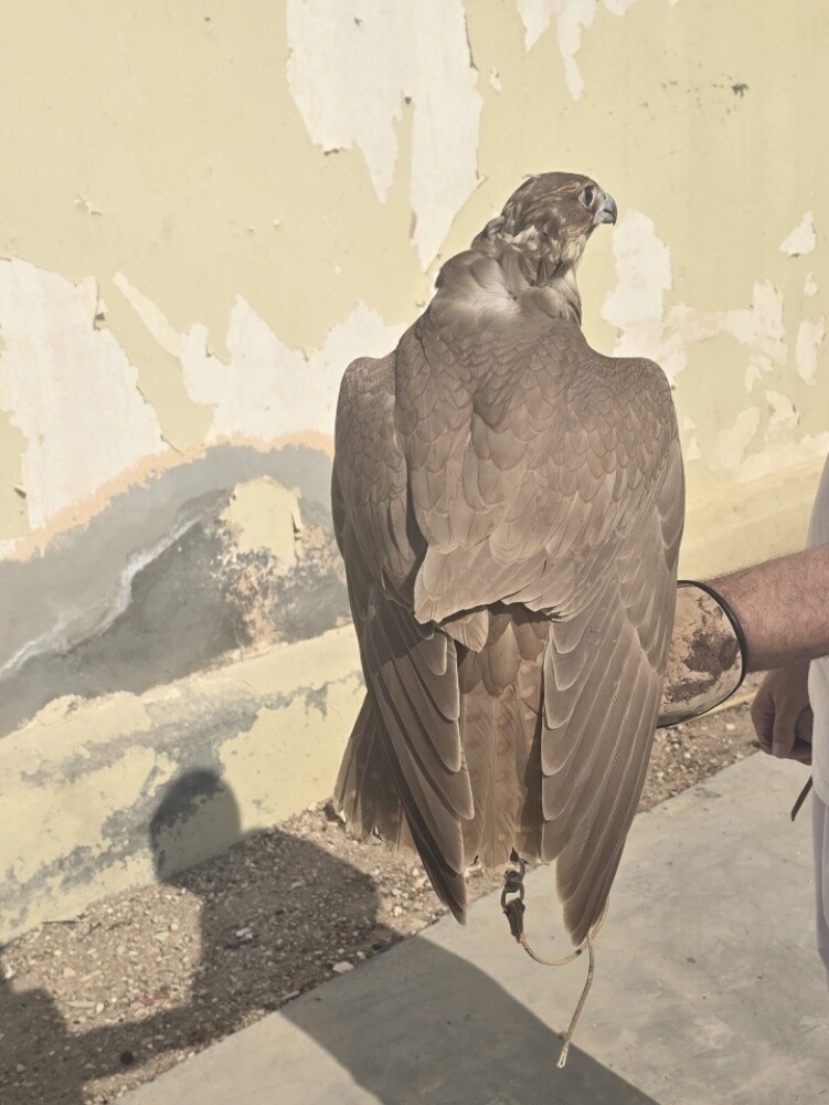 وايت - 3