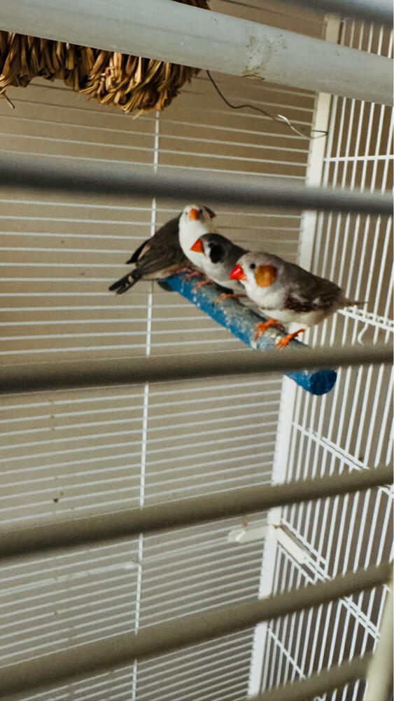 zebra finches for sale - 1