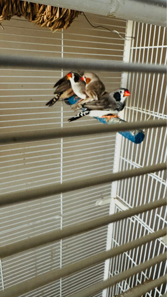 zebra finches for sale - 3