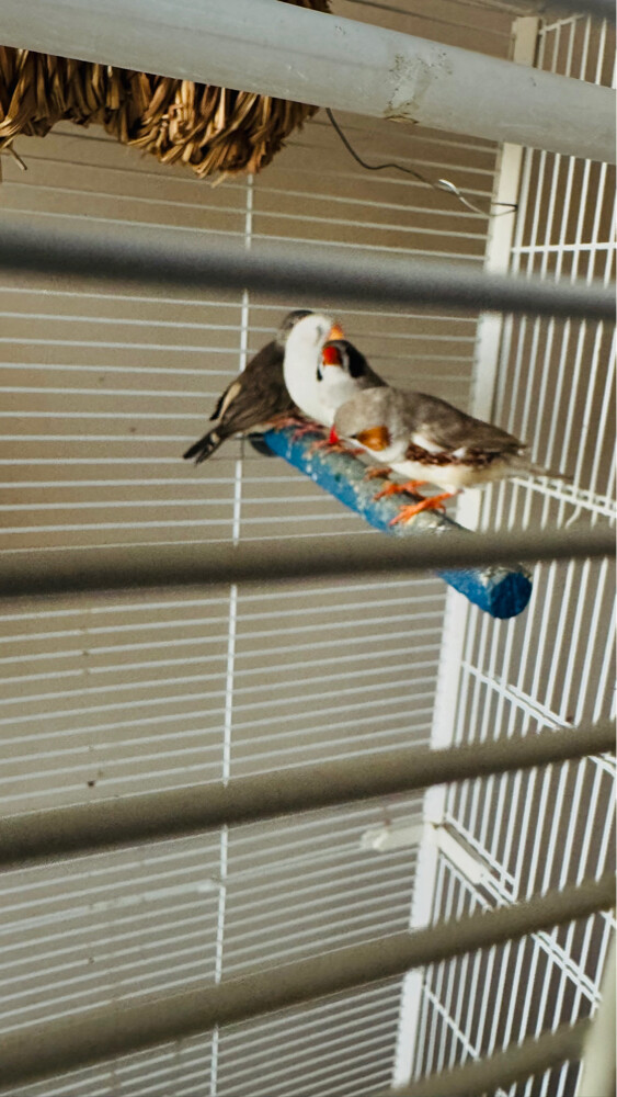 zebra finches for sale - 2
