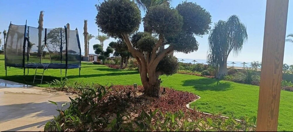 مزارع توريد وتركيب شجرة الزيتون - 3