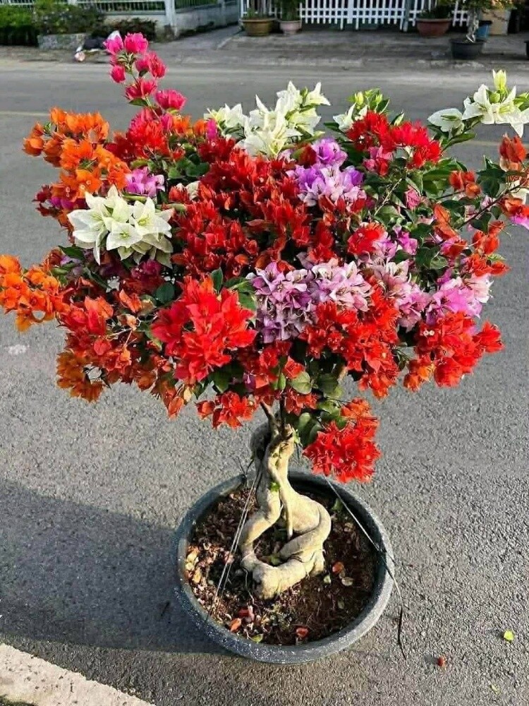 مزارع توريد وتركيب الجهنمية - 2