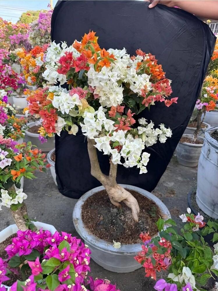 مزارع توريد وتركيب الجهنمية - 3