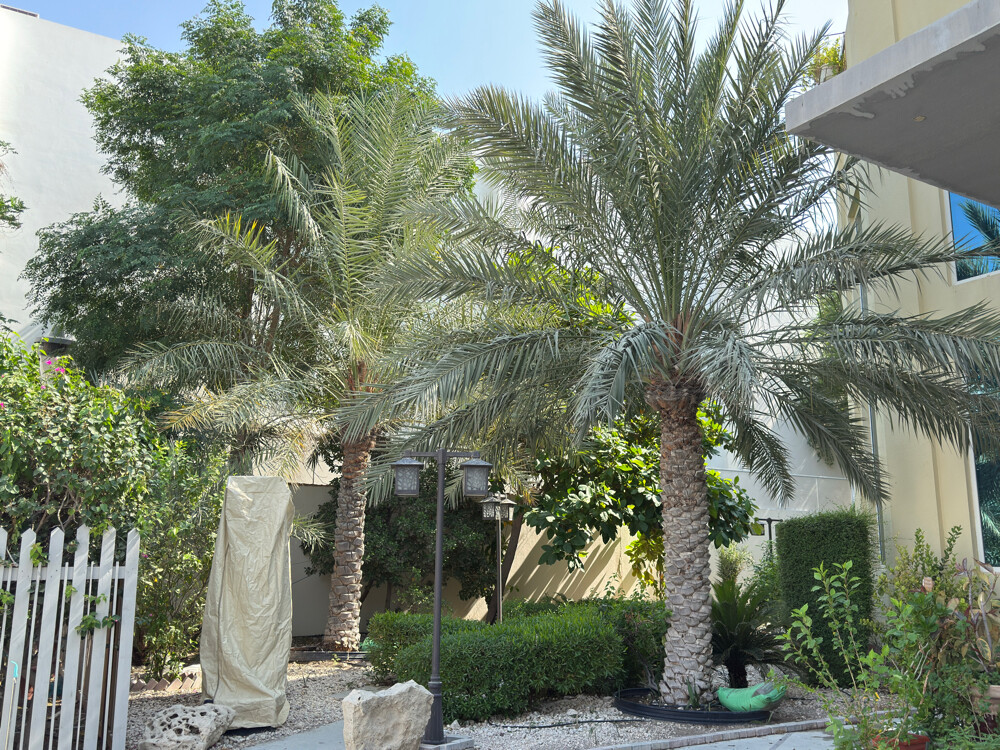 Gardeneing services - 8