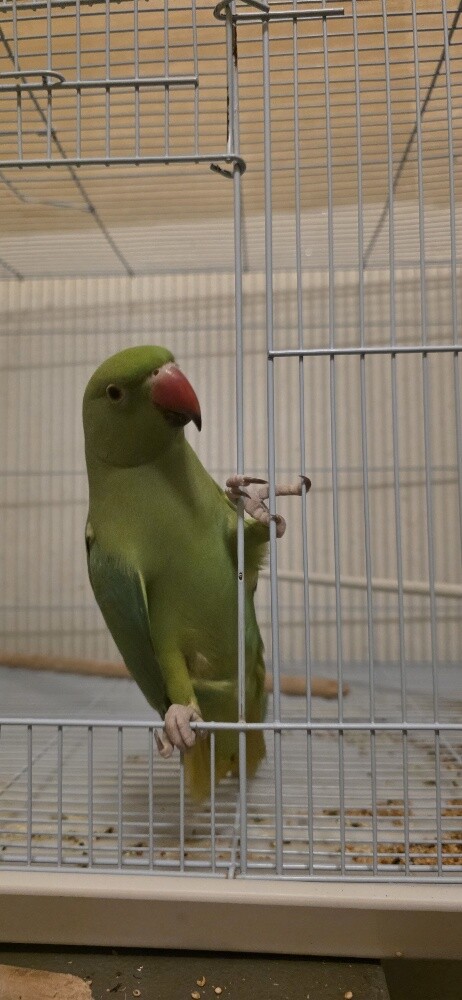 corncracke - 2