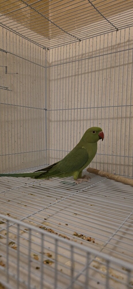 corncracke - 3