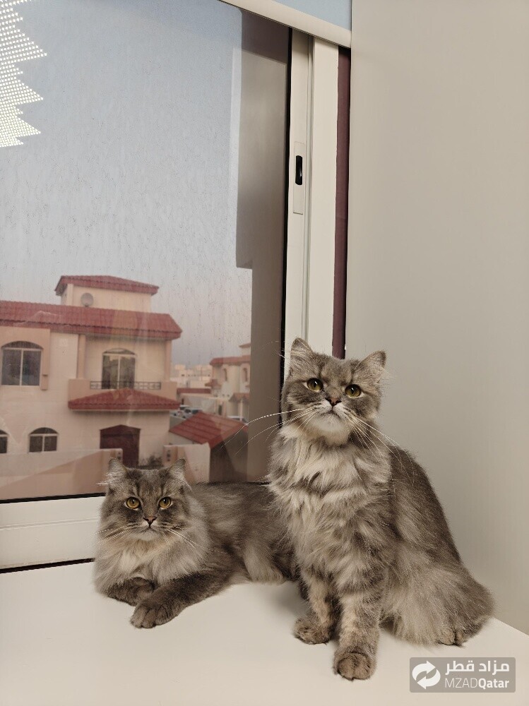Persian Doll Face Cat - Female - 8