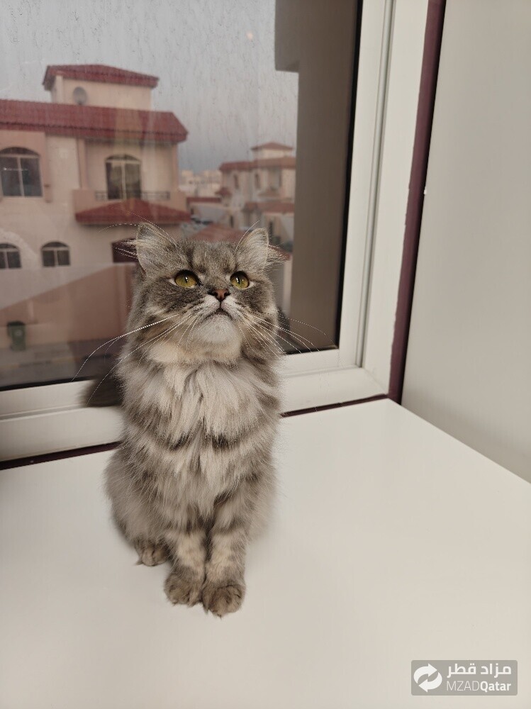 Persian Doll Face Cat - Female - 4