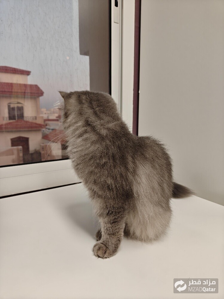 Persian Doll Face Cat - Female - 7
