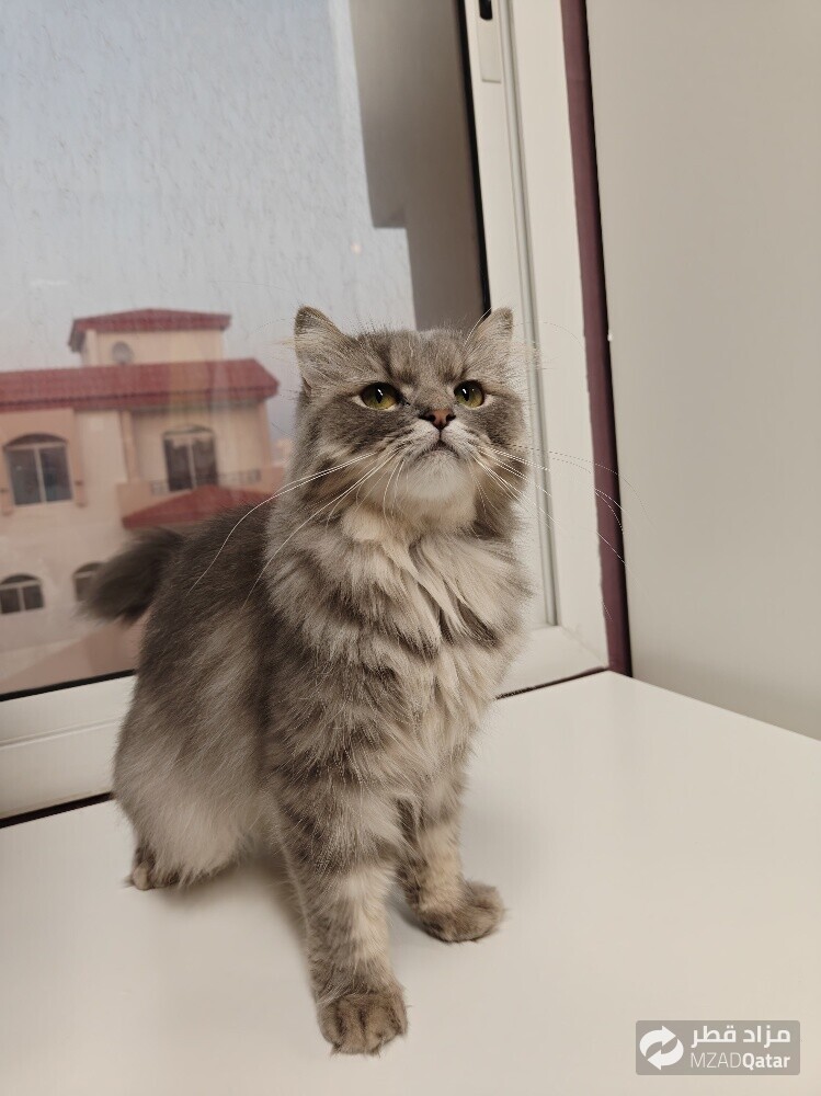 Persian Doll Face Cat - Female - 5