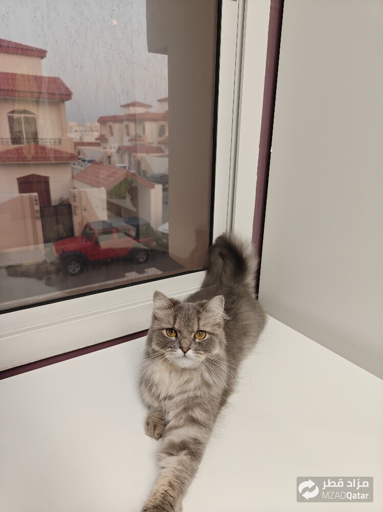 Persian Doll Face Cat - Female - 2
