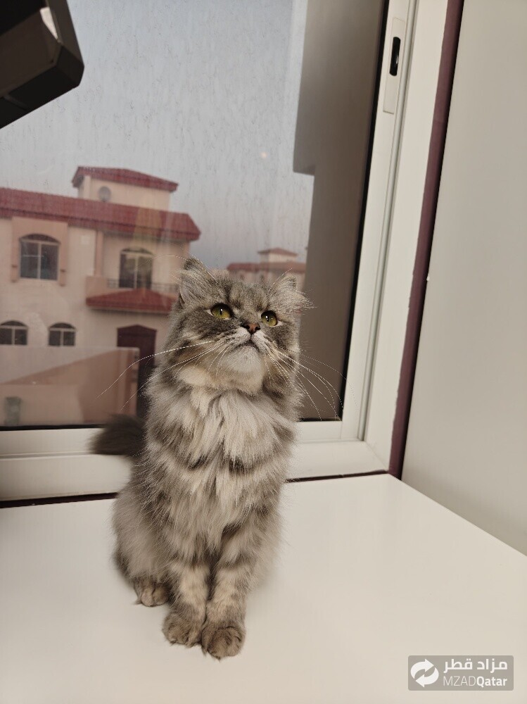 Persian Doll Face Cat - Female - 1