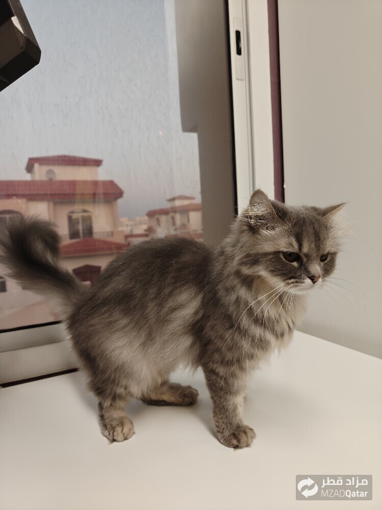 Persian Doll Face Cat - Female - 6